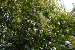 Walsura trifoliolata var. trifoliolata